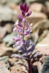 Streptanthus hispidus