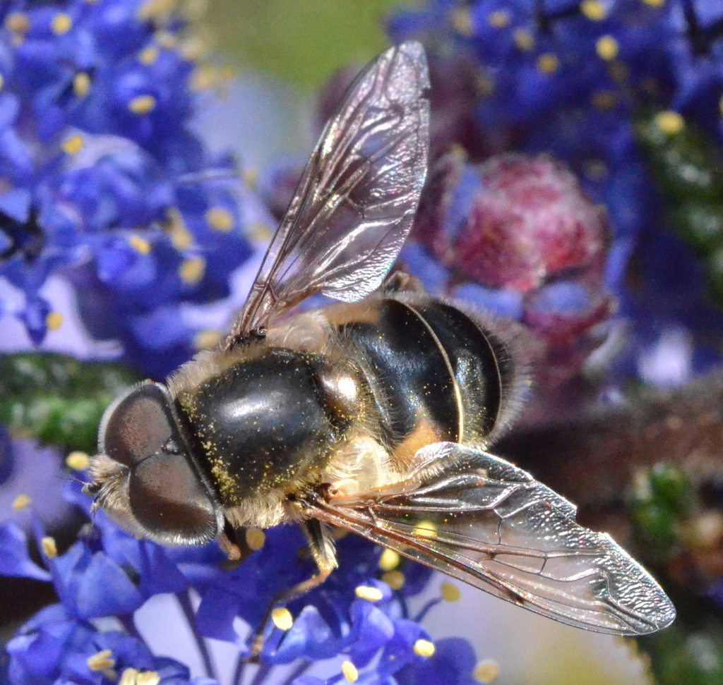 Black-footed Drone Fly