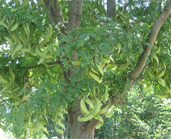 Gleditsia triacanthos inermis