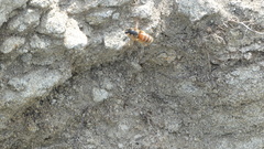 Andrena prunorum