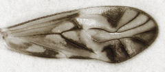 Maoripsocus