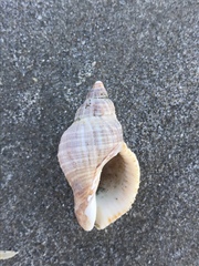 Muricoidea