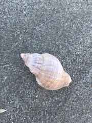 Muricoidea