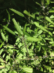 Urtica perconfusa