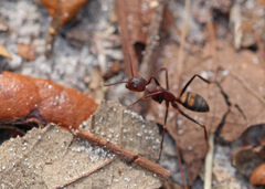 Camponotus socius