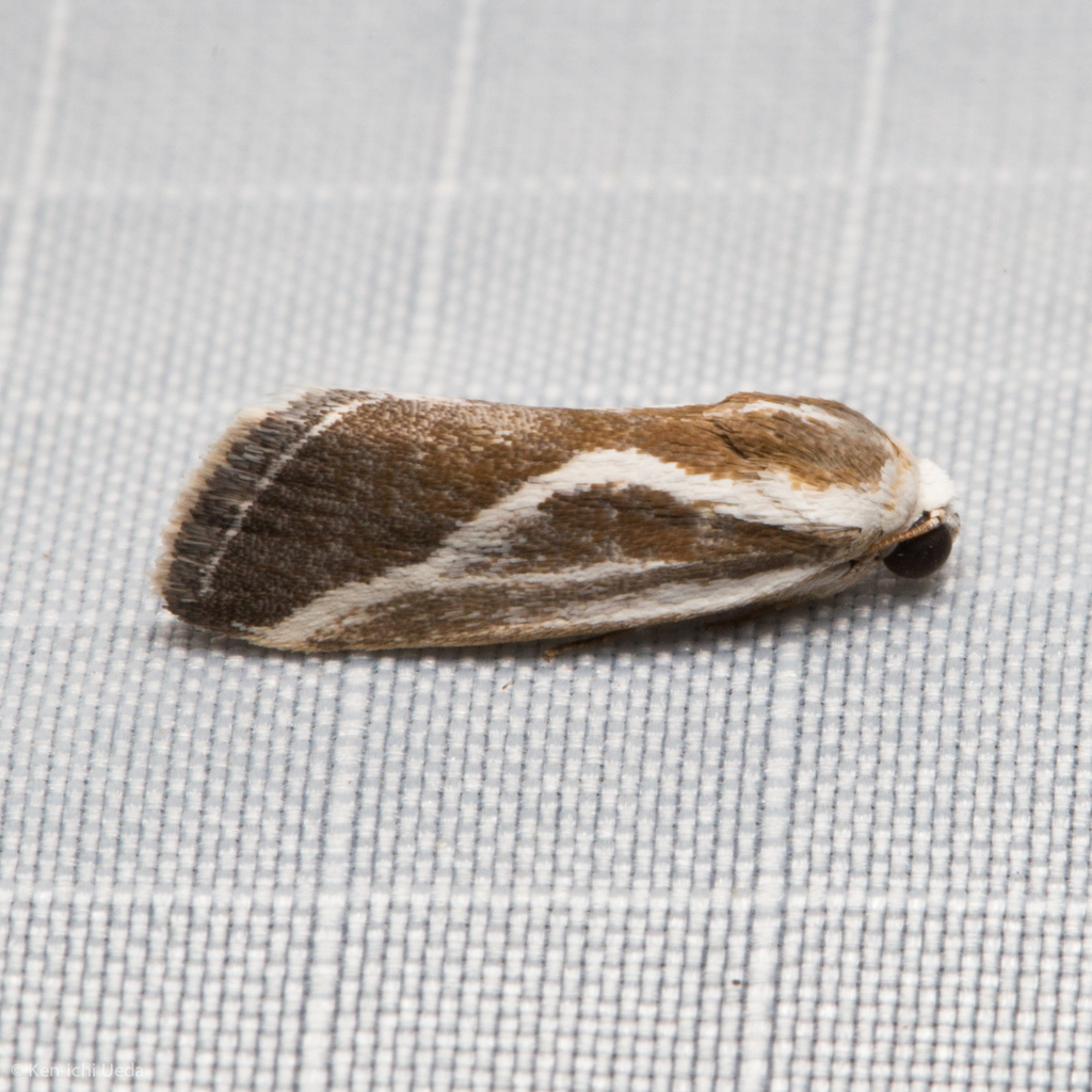 Ponometia alata