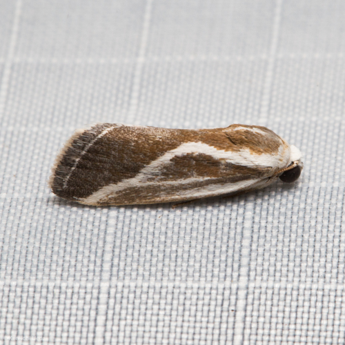 Tarachidia alata