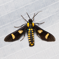 Phoenicoprocta hampsonii