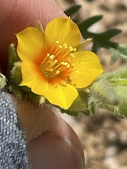 Mentzelia veatchiana