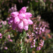 Cross-leaved Heath - Photo (c) Sheila, some rights reserved (CC BY-NC-ND)