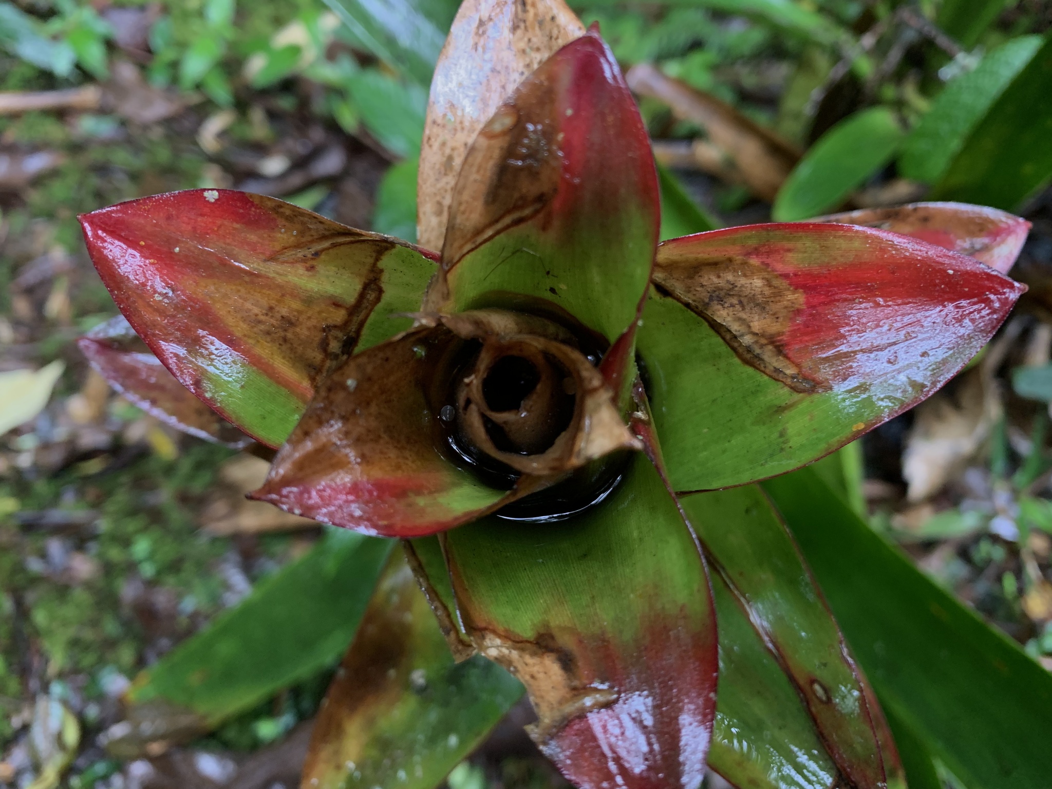 Guzmania gloriosa image