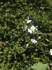 Lobelia angulata
