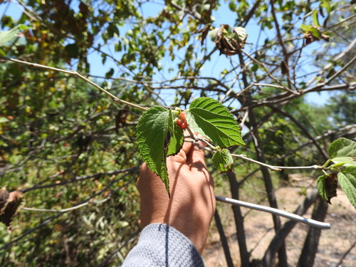 Morus celtidifolia (Morus celtidifolia)