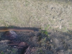 Tantilla melanocephala