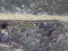 Tantilla melanocephala