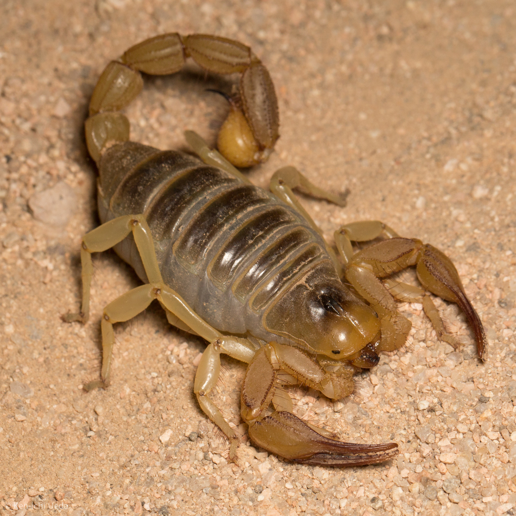 Hadrurus hirsutus