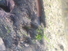 Tantilla melanocephala