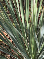 Yucca louisianensis