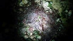 Ahnfeltia fastigiata