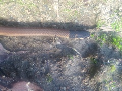 Tantilla melanocephala