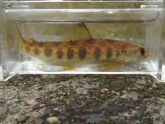 Salmo salar
