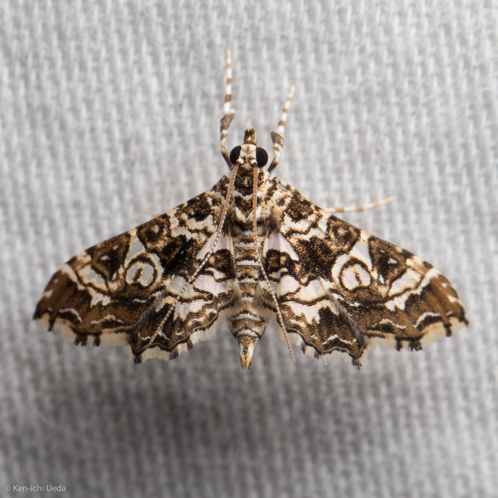 Sisyracera inabsconsalis