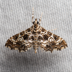 Sisyracera inabsconsalis