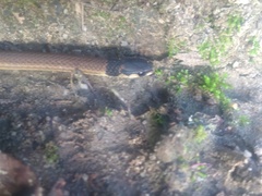 Tantilla melanocephala