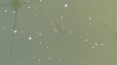 Carpiodes cyprinus