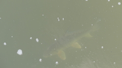 Carpiodes cyprinus