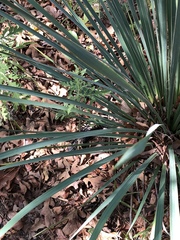Yucca louisianensis
