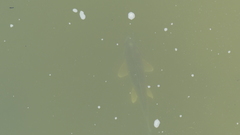 Carpiodes cyprinus