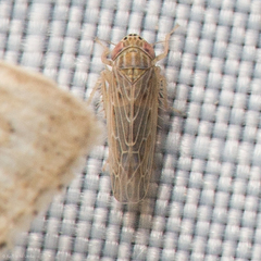 Deltocephalini