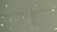 Carpiodes cyprinus