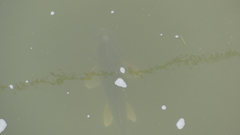 Carpiodes cyprinus