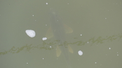 Carpiodes cyprinus
