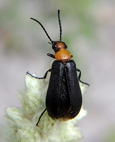 Eastern Black-headed Nemognatha