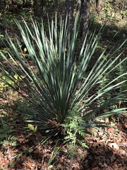 Yucca louisianensis