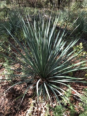 Yucca louisianensis