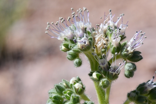 Image of Phacelia palmeri by (c) Darrin Gobble, some rights reserved (CC BY)