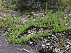 Coprosma ernodeoides