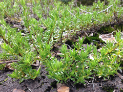 Coprosma ernodeoides