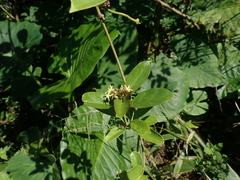 Parsonsia alboflavescens