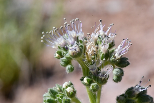 Image of Phacelia palmeri by (c) Darrin Gobble, some rights reserved (CC BY)