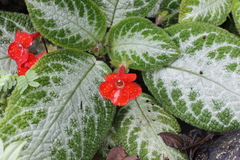 Episcia cupreata