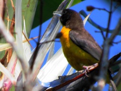 Ploceus bicolor bicolor