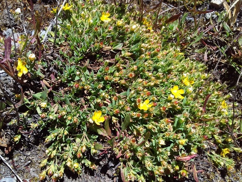 Hypericum brevistylum (Hypericum brevistylum)
