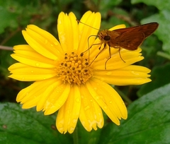 Oriens augustula
