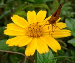 Oriens augustula