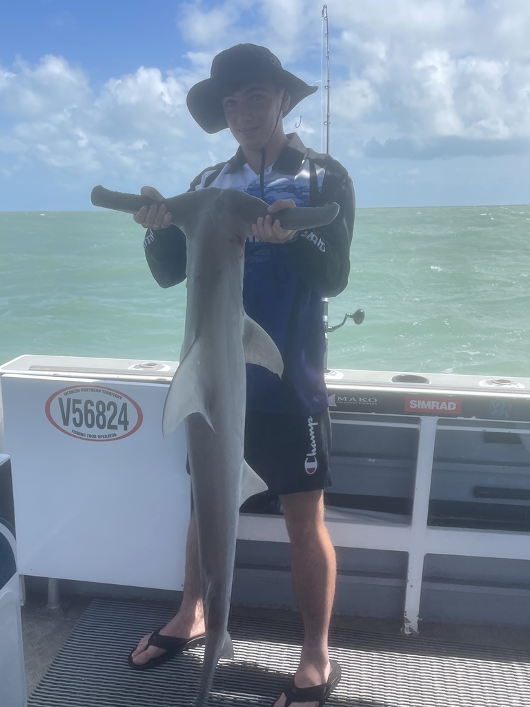 Winghead shark (Eusphyra blochii) — Sphyrnidae